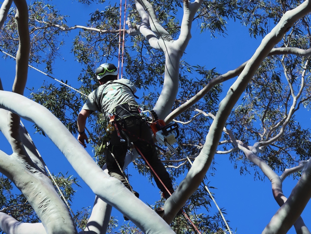Tree pruning for healthy, safe trees in Cottesloe