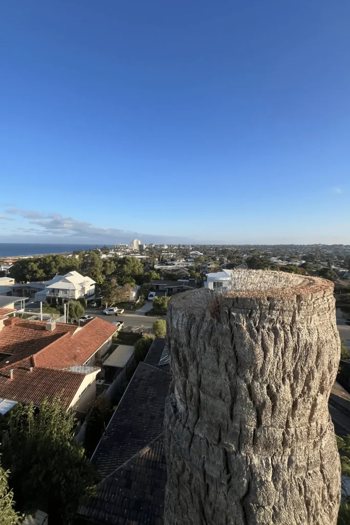 Palm tree care specialists Perth