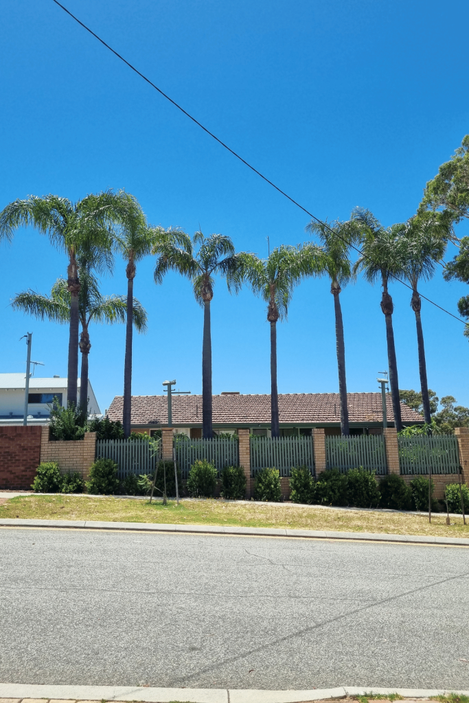 Palm tree pruning Scarborough Perth