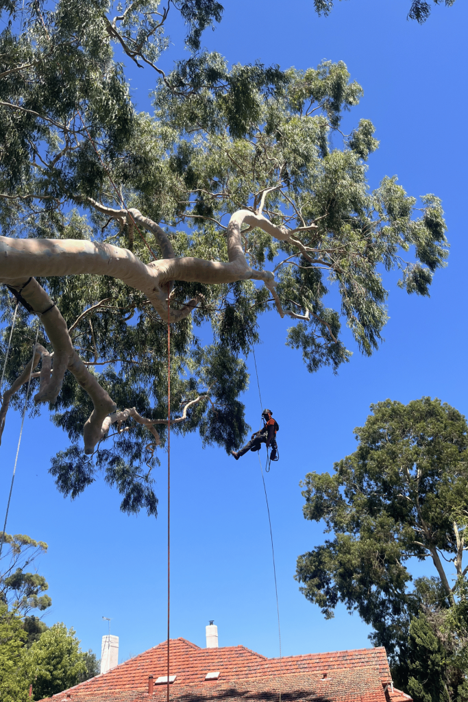 Professional tree pruning Joondalup