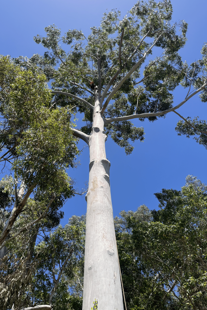 Tree pruning and shaping Perth