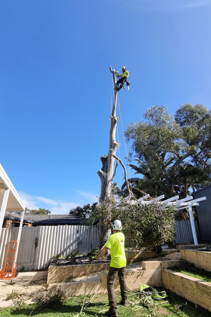 Tree cutting and removal Rockingham Perth