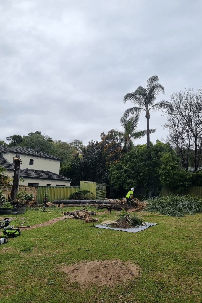 Palm tree trimming services Perth