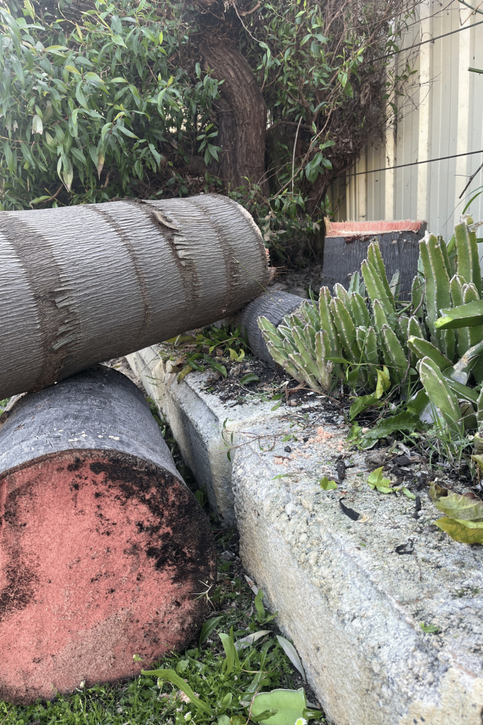 Palm tree cleaning and trimming Canning Vale Perth