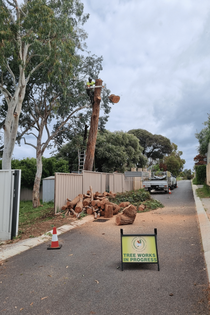 Safe tree removal Perth