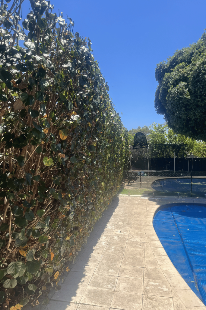 Hedge maintenance and shaping Perth