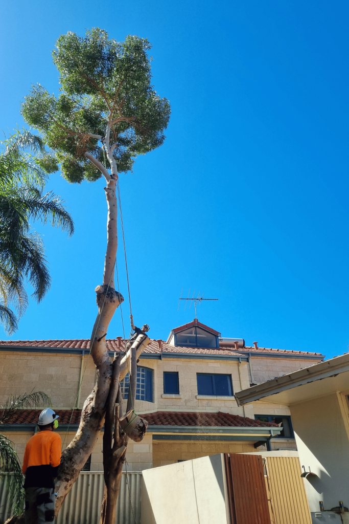 Emergency tree felling Perth
