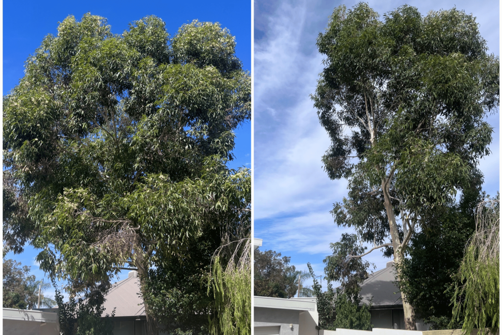 Tree services Morley Perth