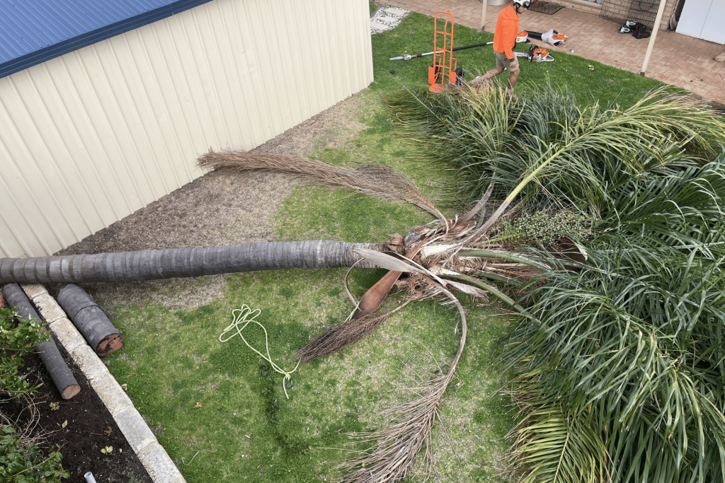 Palm tree care specialists Perth