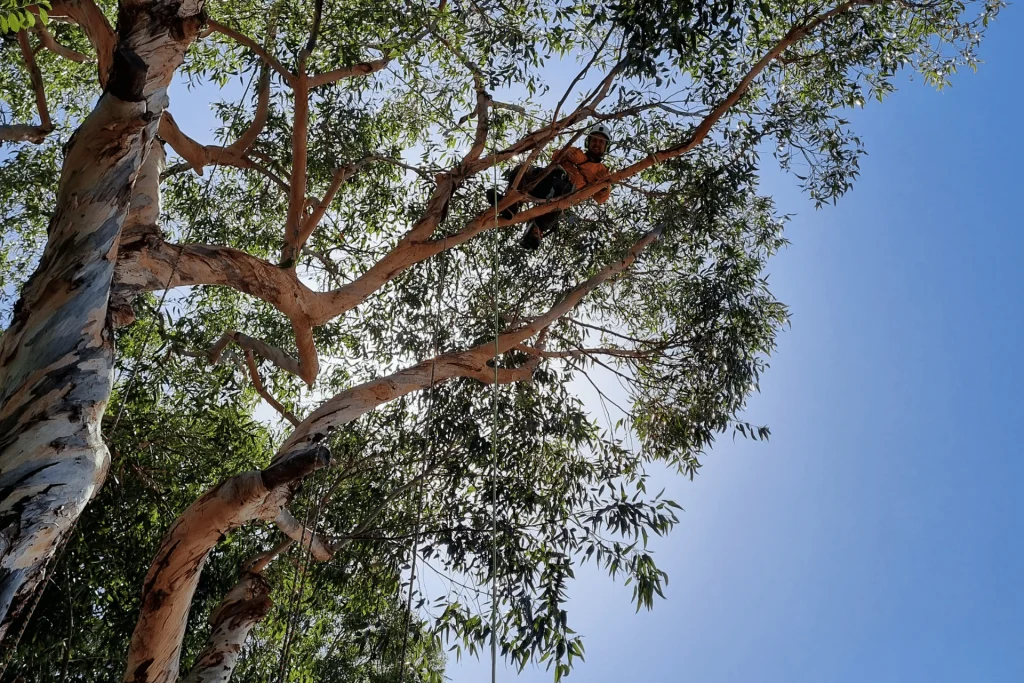 Safe tree removal services