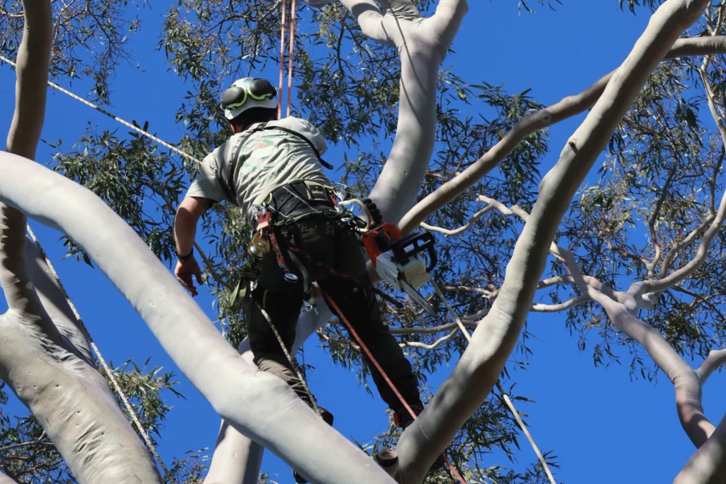 Expert tree pruning for healthy growth
