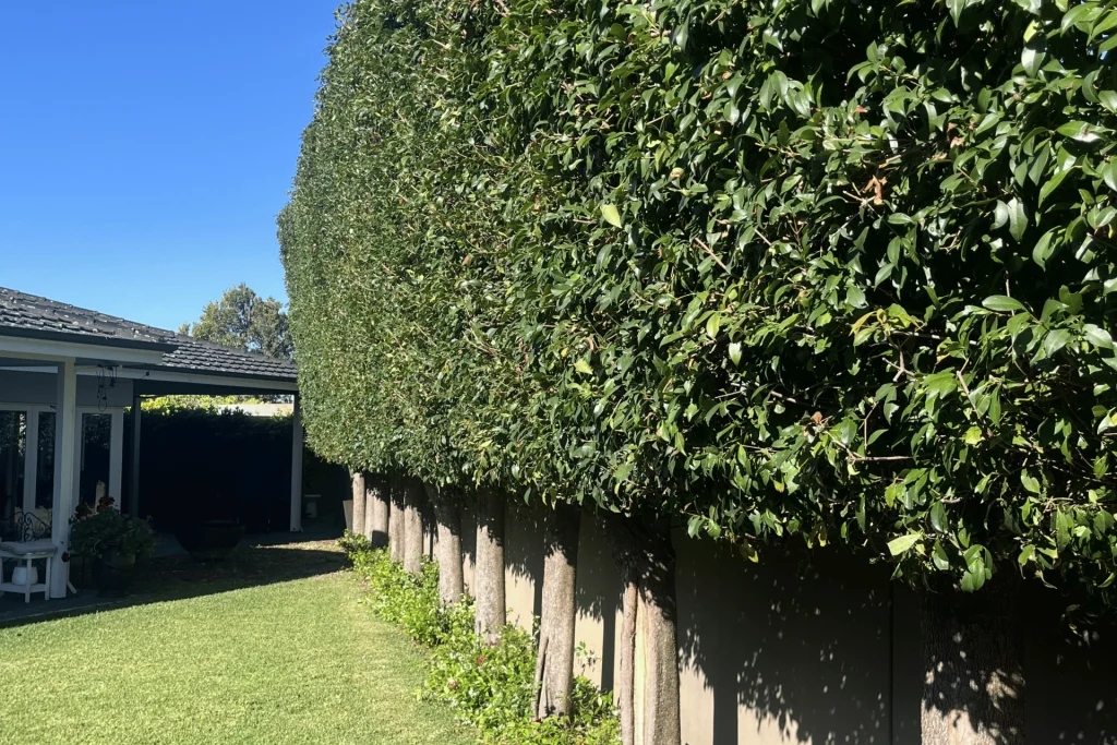 Precision hedge cutting and shaping Perth