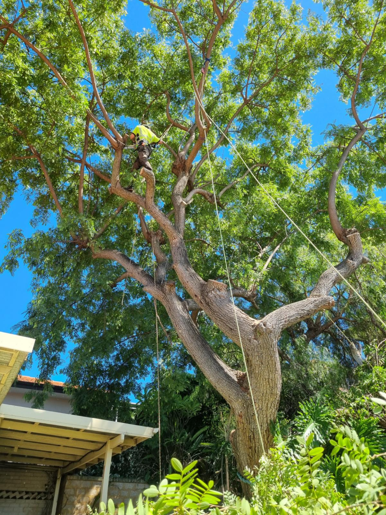 Emergency tree removal Perth