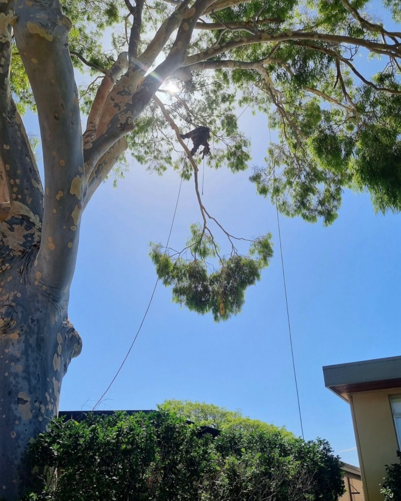 Advanced tree surgery services Perth