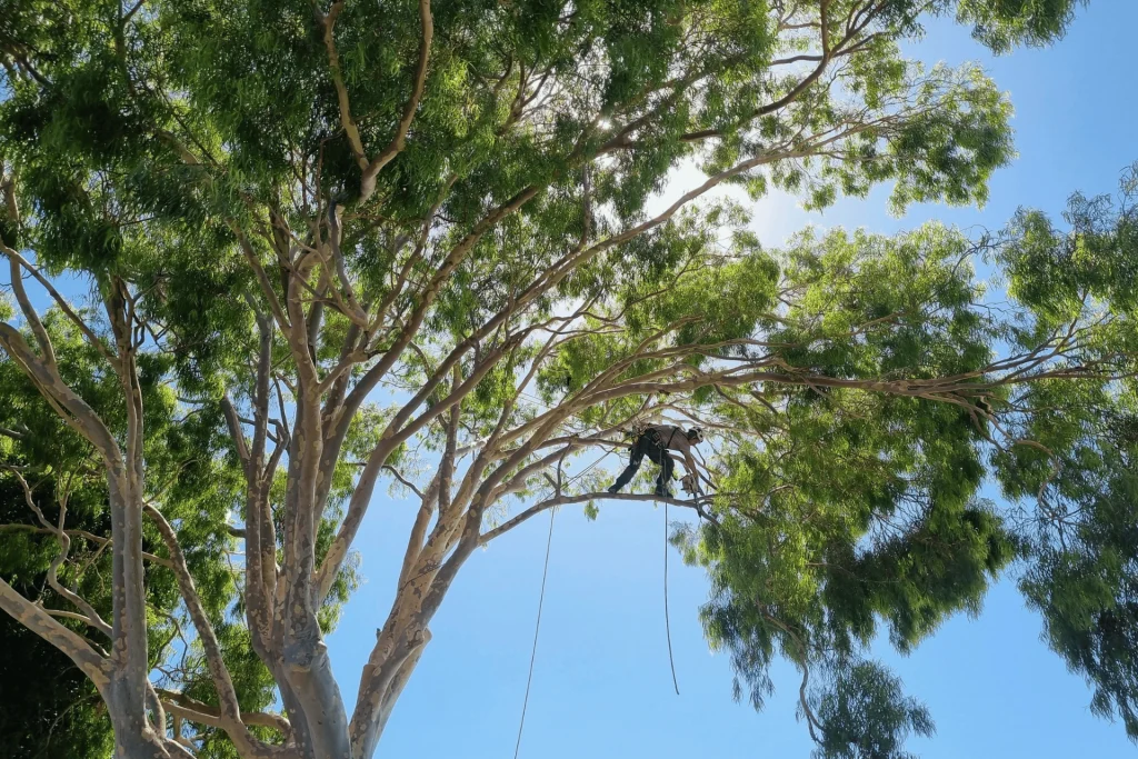 Tree pruning services Perth